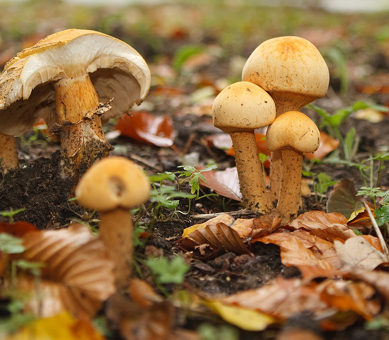 Phaeolepiota aurea Golden cap Goudhoed